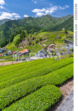 《Shizuoka Prefecture》Tea fields in the sky, a quiet village in the mountains 《Shizuoka Prefecture》Tea fields in the sky, a quiet village in the mountains 102883286