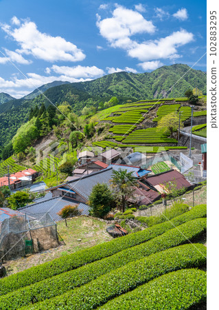 《靜岡縣》天空中的茶田,山間寧靜的村莊 《靜岡縣》天空中的茶田,山間寧靜的村莊 102883295
