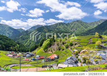 《靜岡縣》天空中的茶田，山間寧靜的村莊 102883313
