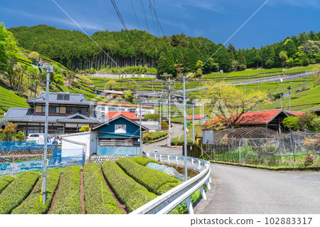《靜岡縣》天空中的茶田，山間寧靜的村莊 102883317