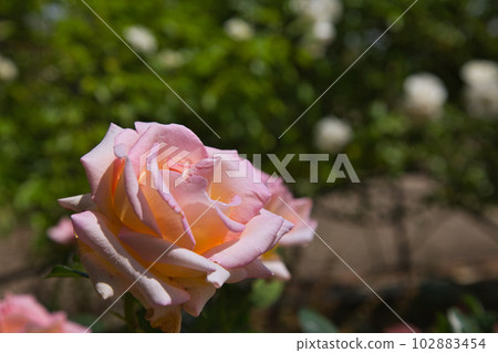 "Yuri no Sato Park" with beautiful roses in full bloom "Yuri no Sato Park" with beautiful roses in full bloom 102883454
