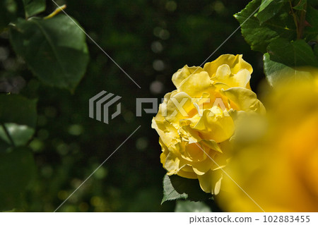 "Yuri no Sato Park" with beautiful roses in full bloom "Yuri no Sato Park" with beautiful roses in full bloom 102883455
