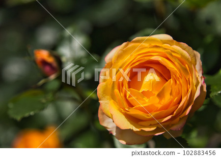 "Yuri no Sato Park" with beautiful roses in full bloom "Yuri no Sato Park" with beautiful roses in full bloom 102883456