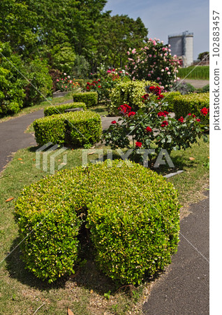 "Yuri no Sato Park" with beautiful roses in full bloom "Yuri no Sato Park" with beautiful roses in full bloom 102883457