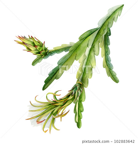 Watercolor blooming cactus branches with flower and young dragon fruit illustration. Realistic botanical drawing 102883642