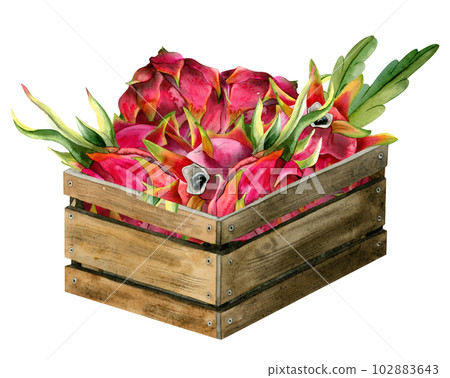 Watercolor red pink dragon fruit harvest in rustic wooden box illustration isolated on white. Pitaya exotic Asian food Watercolor red pink dragon fruit harvest in rustic wooden box illustration isolated on white. Pitaya exotic Asian food 102883643