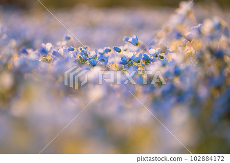盛開的“東京” nemophila 田，舍人公園 102884172