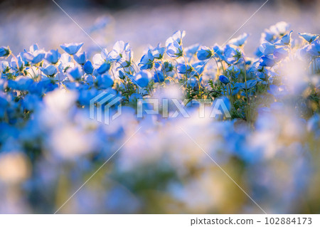 盛開的“東京” nemophila 田，舍人公園 102884173
