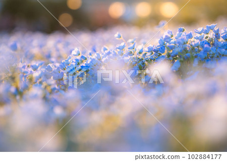 盛開的“東京” nemophila 田，舍人公園 102884177