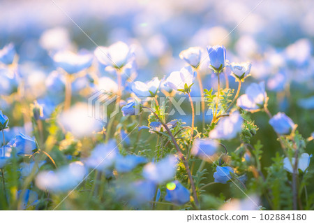盛開的“東京” nemophila 田,舍人公園 盛開的“東京” nemophila 田,舍人公園 102884180