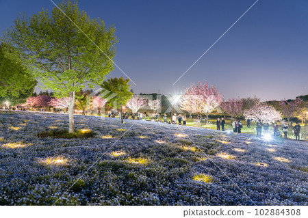 《東京》Nemophila Light Up・Spring Toneri Park 《東京》Nemophila Light Up・Spring Toneri Park 102884308