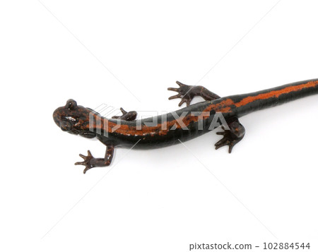 Back of Homura Hakone salamander 102884544