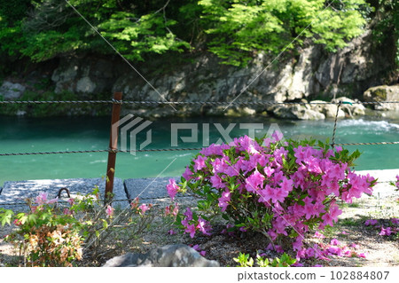 Azaleas along the Nishiki River 102884807