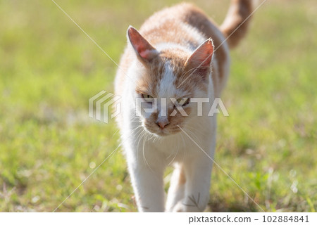 Walking cat brown-white cat Walking cat brown-white cat 102884841