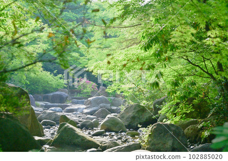 Niigata Prefectural Toriya Nogata Park Healing Garden Niigata Prefectural Toriya Nogata Park Healing Garden 102885020