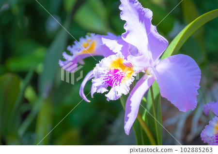 西方蘭花皇后卡特蘭花 西方蘭花皇后卡特蘭花 102885263
