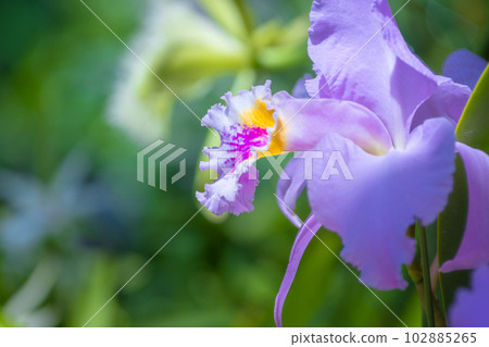 西方蘭花皇后卡特蘭花 102885265