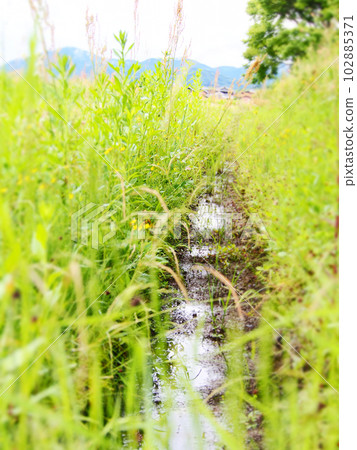 A narrow waterway overgrown with wild grass A narrow waterway overgrown with wild grass 102885371