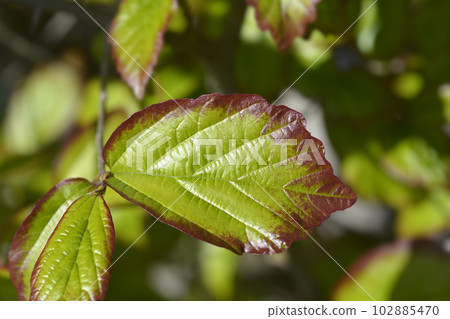 Parottia Persian Spire 102885470