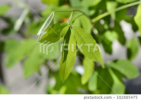 Voss laburnum 102885475