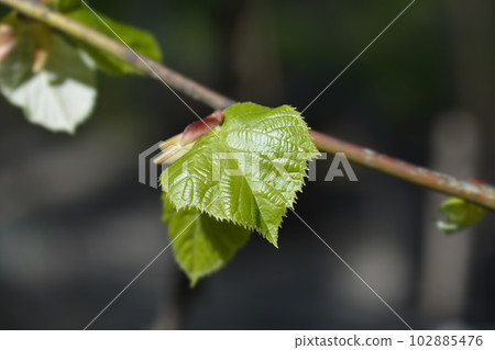 Silver lime 102885476