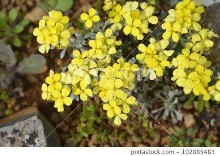 Croatian endemic plant 102885483