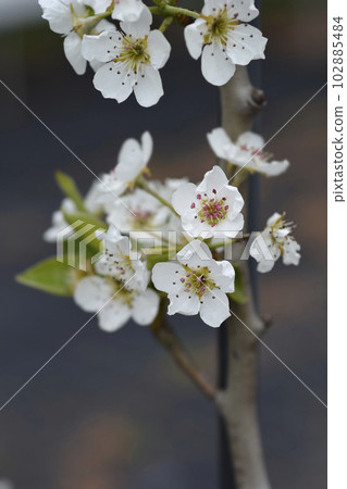 Pear tree Williams 102885484