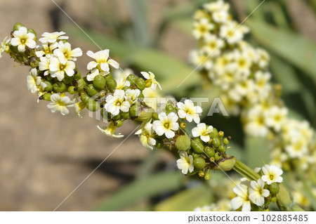 Pale Yellow-eyed Grass 102885485