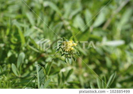 Carpathian Kidney Vetch 102885499