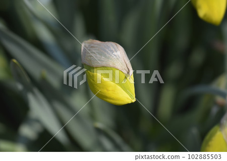 Wild Daffodil Wild Daffodil 102885503