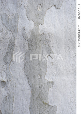 London plane London plane 102885504