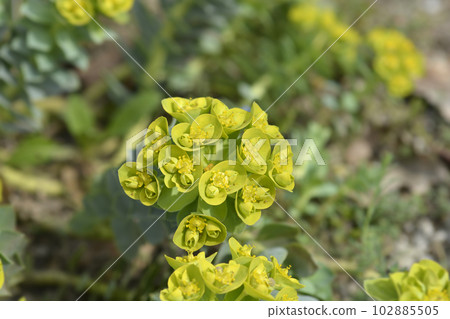 Myrtle spurge Myrtle spurge 102885505