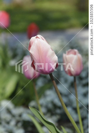 Tulip Salmon Impresion Tulip Salmon Impresion 102885506