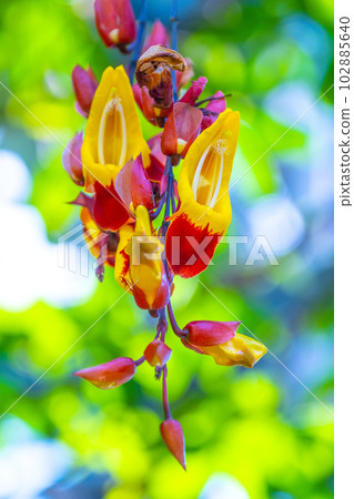 Tsunbergia Myresolesis Tsunbergia Myresolesis 102885640