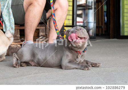 French bulldog puppy lies on the ground and looks at the owner French bulldog puppy lies on the ground and looks at the owner 102886279