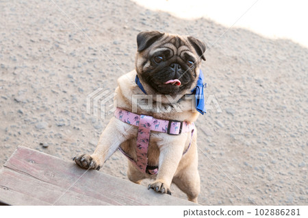 A cute pug is trying to climb the steps. Dog in a harness 102886281