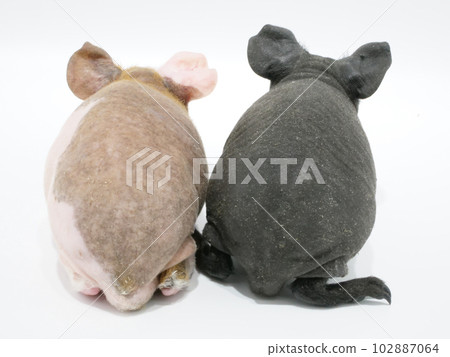 Back view of two sad skinny pigs Back view of two sad skinny pigs 102887064