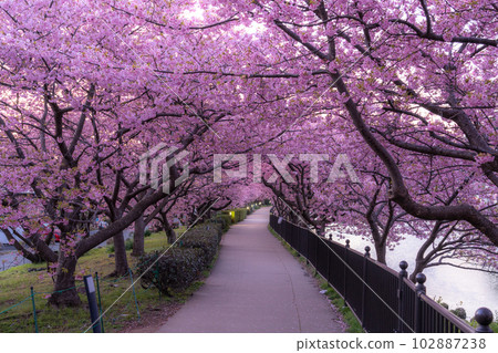 《Shizuoka Prefecture》Kawazu-cho, the dawn of Kawazu cherry blossoms in full bloom 《Shizuoka Prefecture》Kawazu-cho, the dawn of Kawazu cherry blossoms in full bloom 102887238