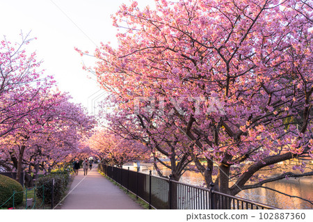 《靜岡縣》河津町,河津櫻花盛開的黎明 《靜岡縣》河津町,河津櫻花盛開的黎明 102887360