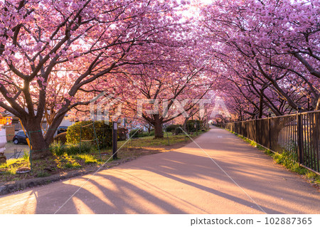 《靜岡縣》河津町，河津櫻花盛開的黎明 102887365