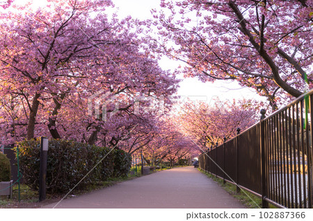 《靜岡縣》河津町，河津櫻花盛開的黎明 102887366