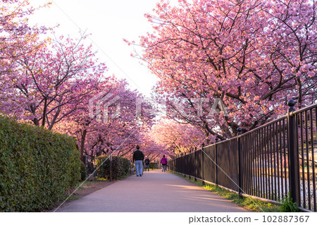 《靜岡縣》河津町，河津櫻花盛開的黎明 102887367