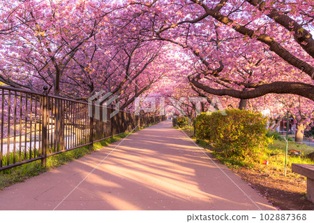 《靜岡縣》河津町，河津櫻花盛開的黎明 102887368