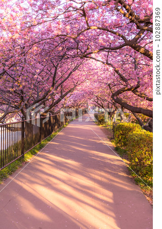 《靜岡縣》河津町，河津櫻花盛開的黎明 102887369