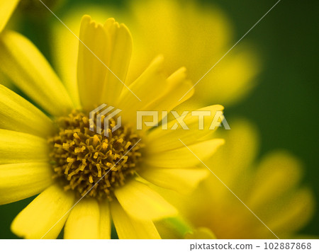 Yellow Sawaoguruma flowers blooming in April 102887868