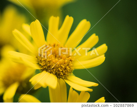 Yellow Sawaoguruma flowers blooming in April 102887869