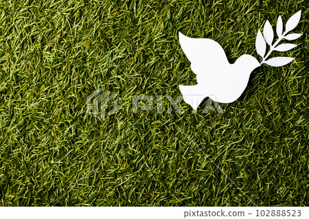Close up of white dove with leaf and copy space on grass background 102888523