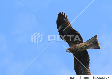 Miike Port, Omuta City, flying black kites, Miike Port, Omuta City, flying black kites, 102888673