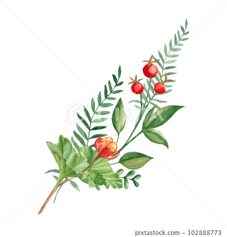 Watercolor summer bouquet of cloudberry, green branches red berries. Botanical hand drawn illustration isolated on white background. Can be used for greeting cards, invitations, floral design. 102888773