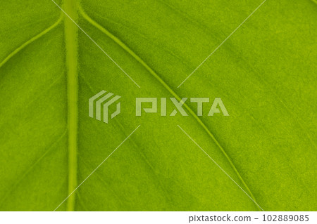 Close up of green leaf with veins and midrib, copy space Close up of green leaf with veins and midrib, copy space 102889085